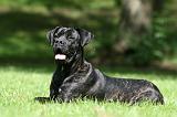 CANE CORSO 1160